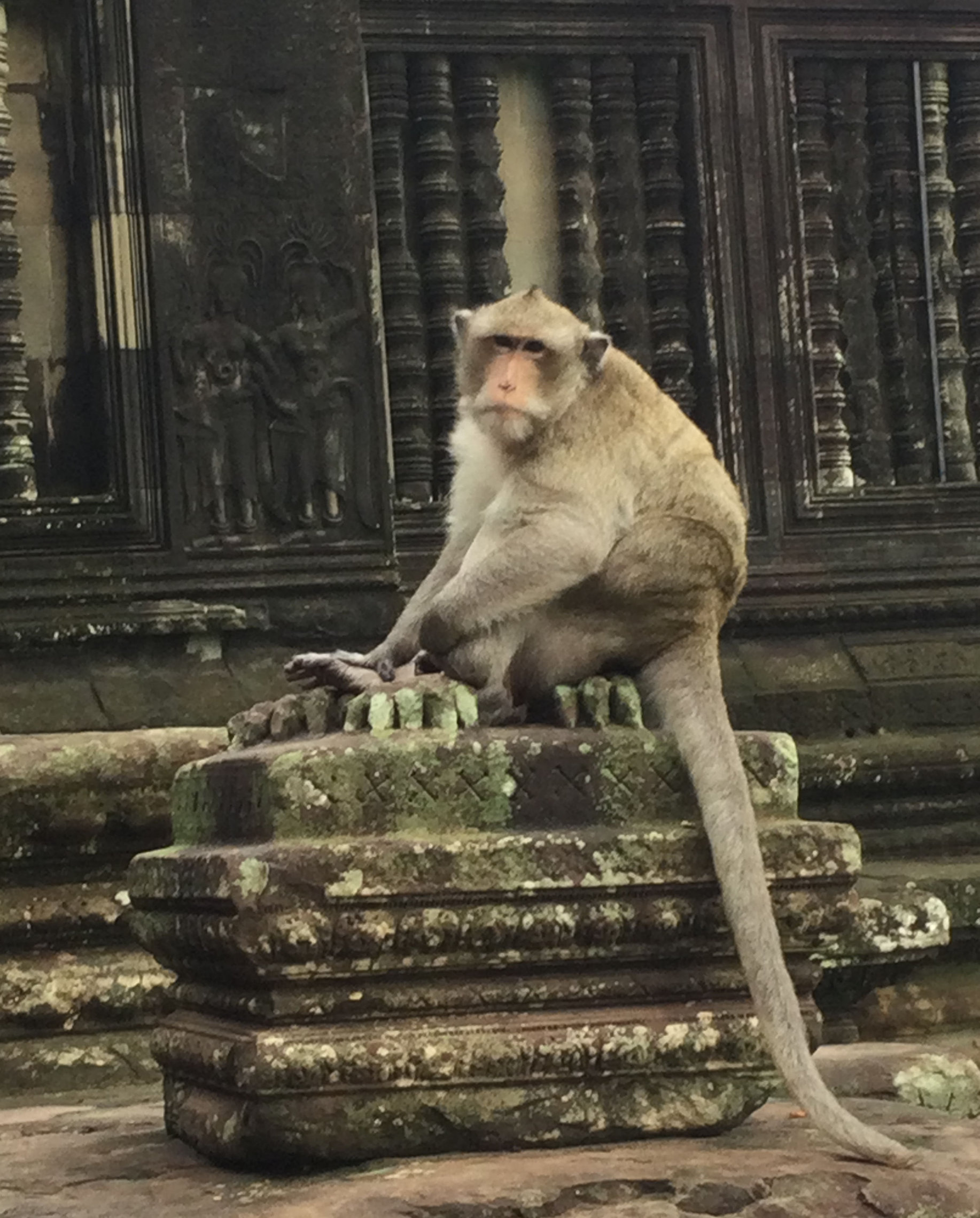  Monkey at Temple
